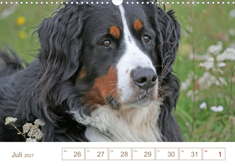 Berner Sennenhunde