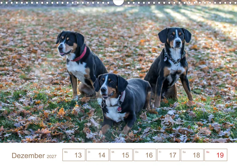 Entlebucher Sennenhunde/Wochenkalender