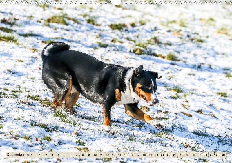 Appenzeller Sennenhunde