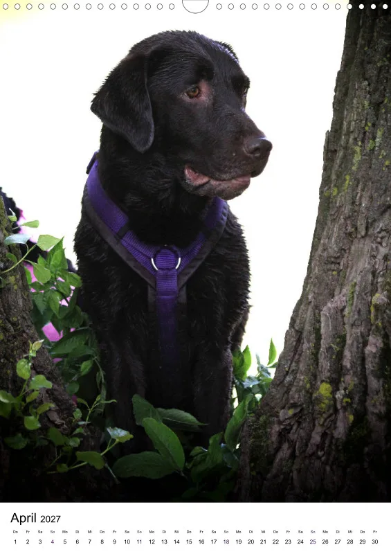 Labrador