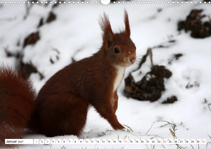 Eichhörnchen
