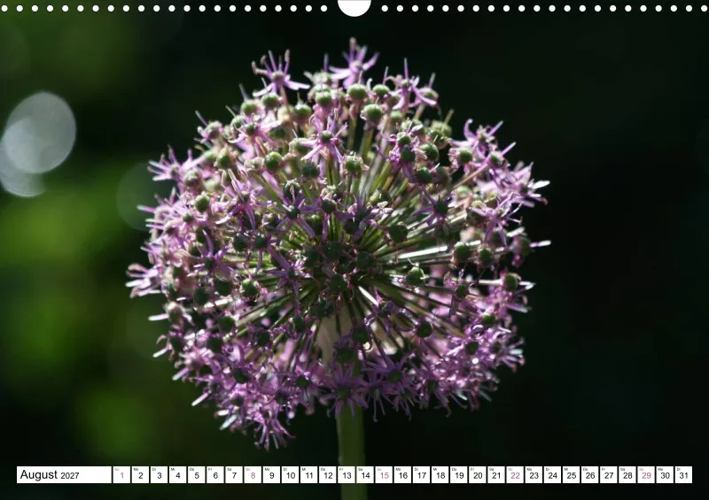 Allium