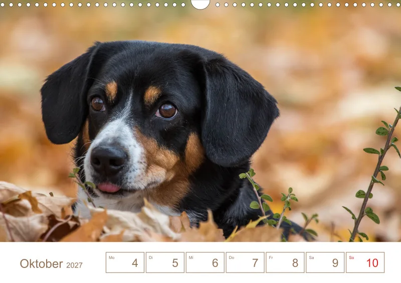 Entlebucher Sennenhunde/Wochenkalender