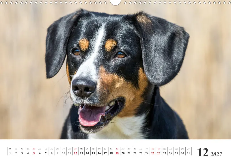 Sennenhund Rassen