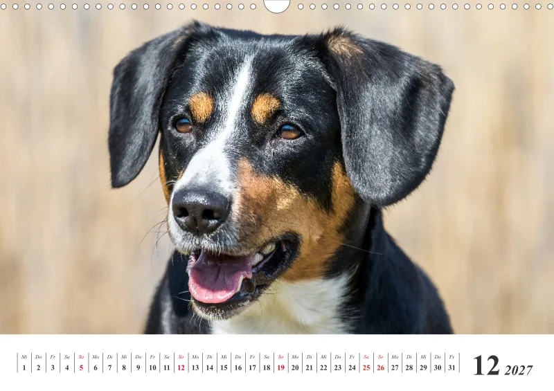Sennenhund Rassen