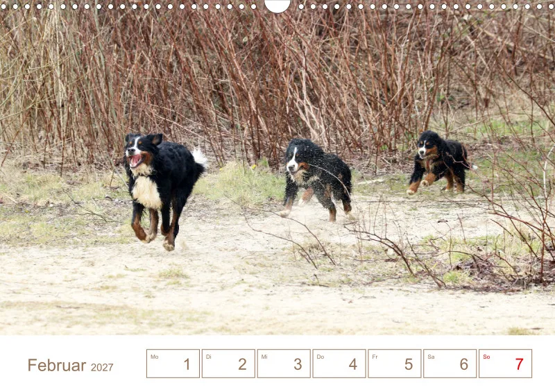 Berner Sennenhunde