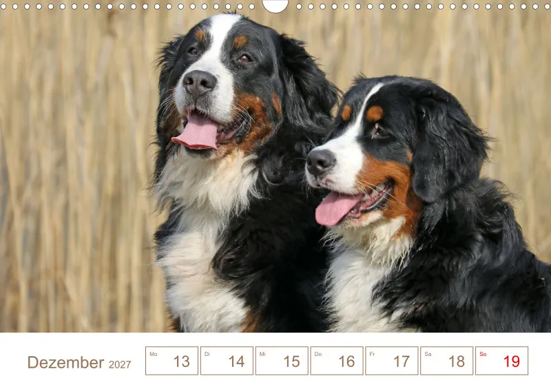 Berner Sennenhunde