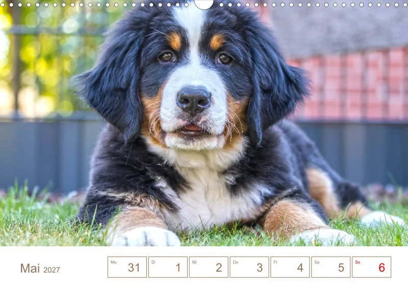 Berner Sennenhunde