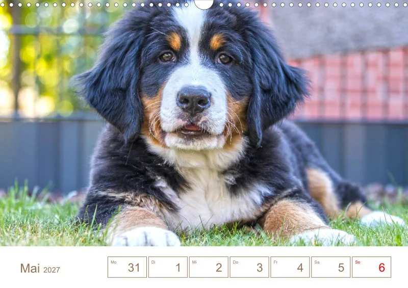 Berner Sennenhunde