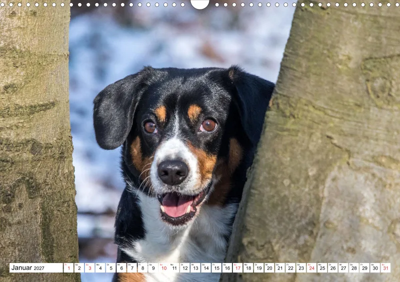 Entlebucher Sennenhund