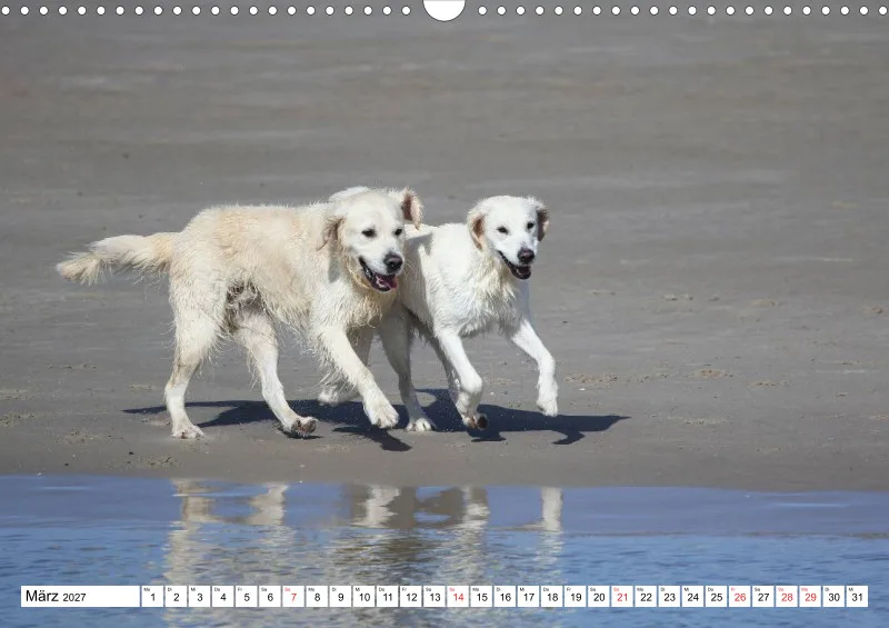 Weiße Retriever am Strand