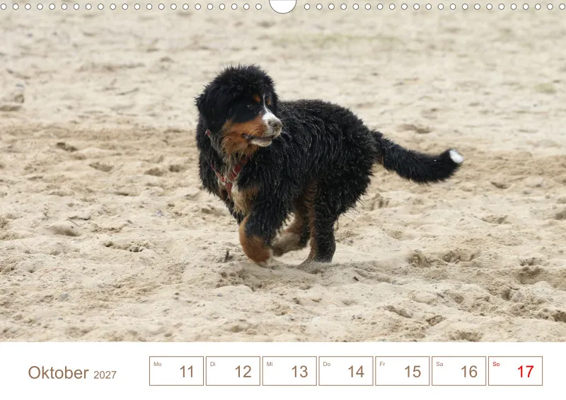 Berner Sennenhunde