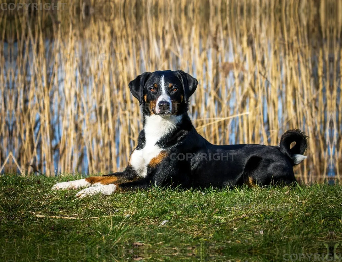 Appenzeller Sennenhund