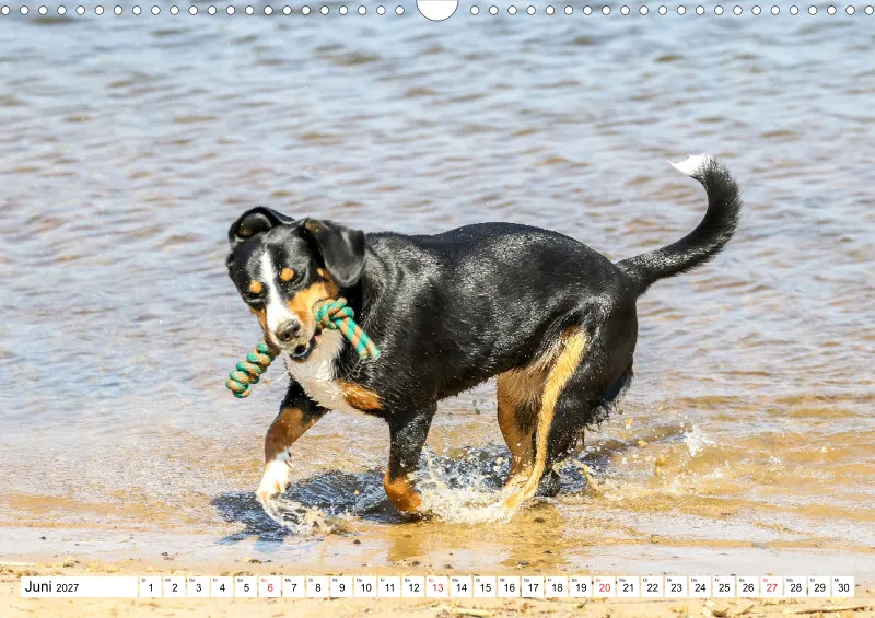 Entlebucher Sennenhund