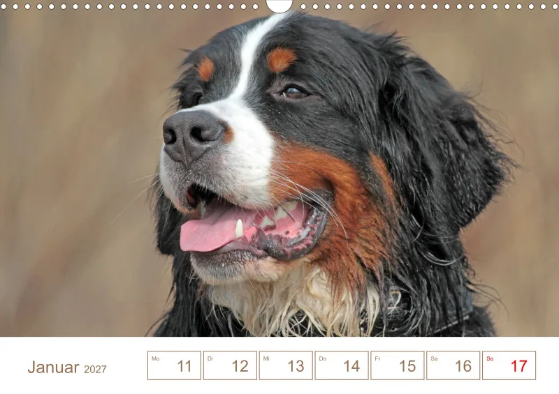 Berner Sennenhunde