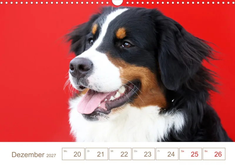 Berner Sennenhunde