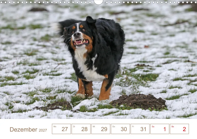 Berner Sennenhunde