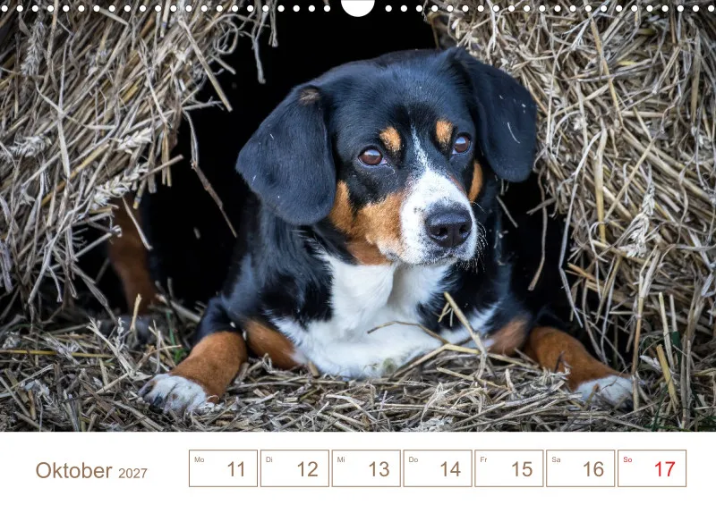 Entlebucher Sennenhunde/Wochenkalender