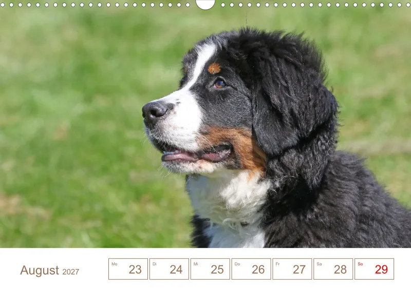 Berner Sennenhunde