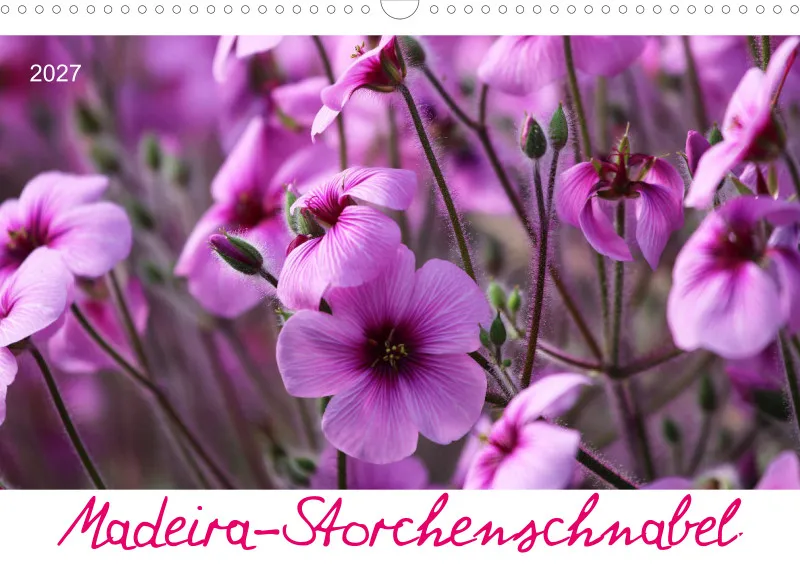 Madeira-Storchenschnabel