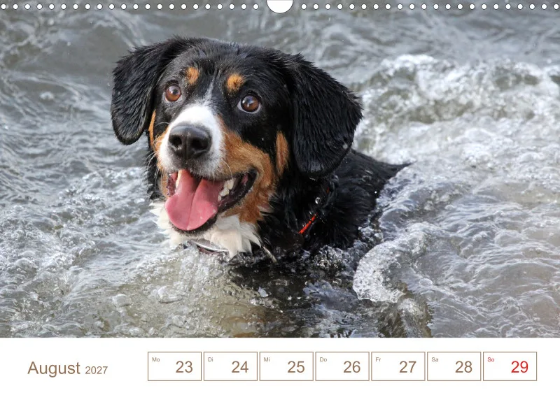 Entlebucher Sennenhunde/Wochenkalender