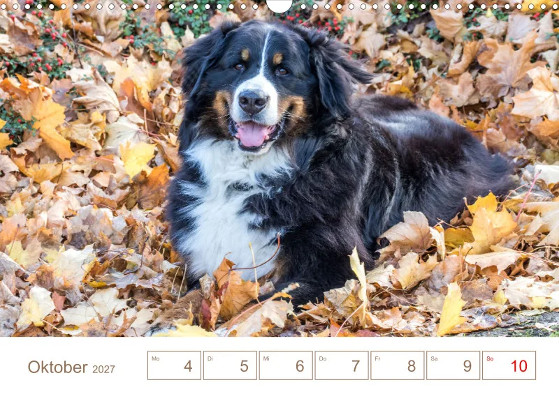 Berner Sennenhunde