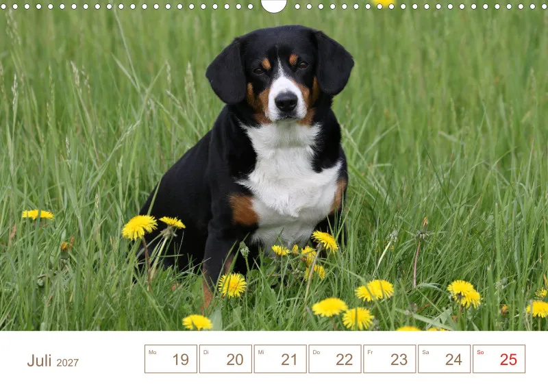 Entlebucher Sennenhunde/Wochenkalender