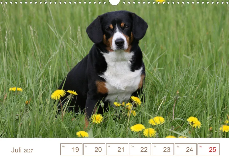 Entlebucher Sennenhunde/Wochenkalender