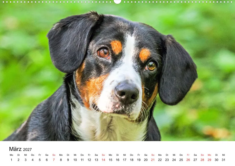 Entlebucher Sennenhund