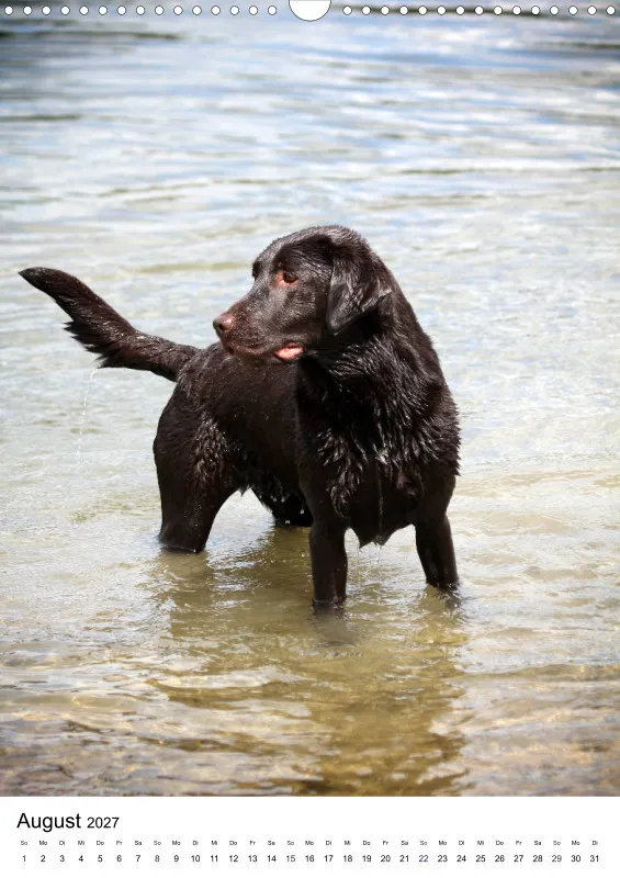 Labrador