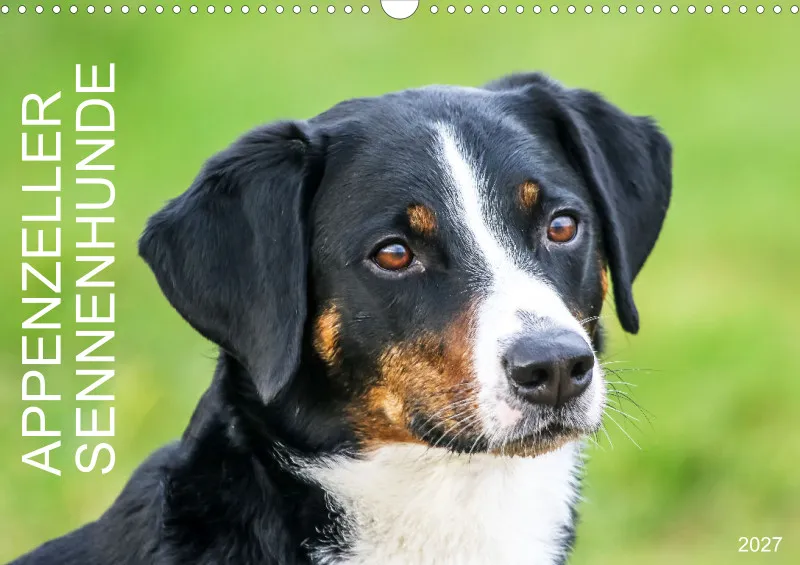 Appenzeller Sennenhunde