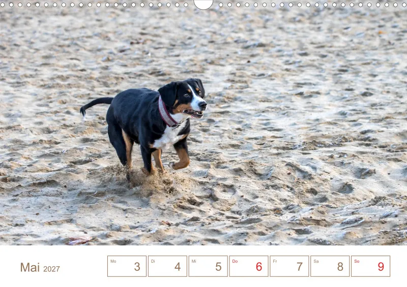 Entlebucher Sennenhunde/Wochenkalender