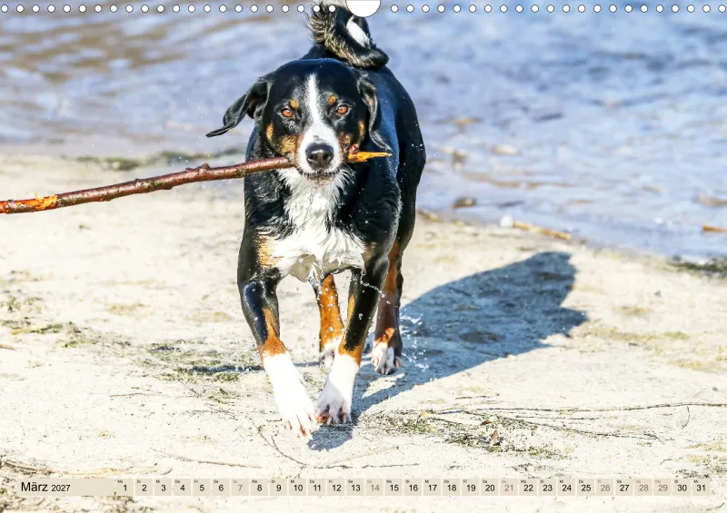 Appenzeller Sennenhunde