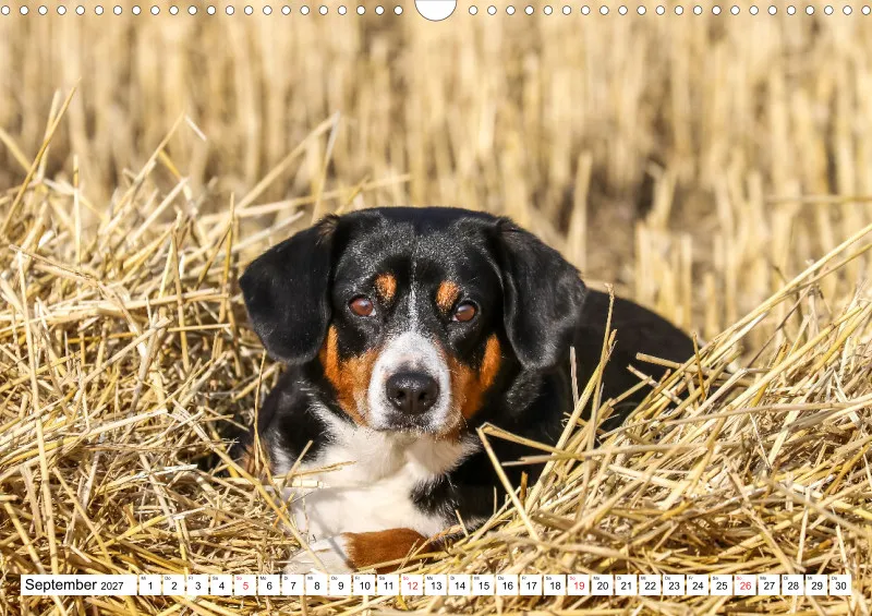 Entlebucher Sennenhund