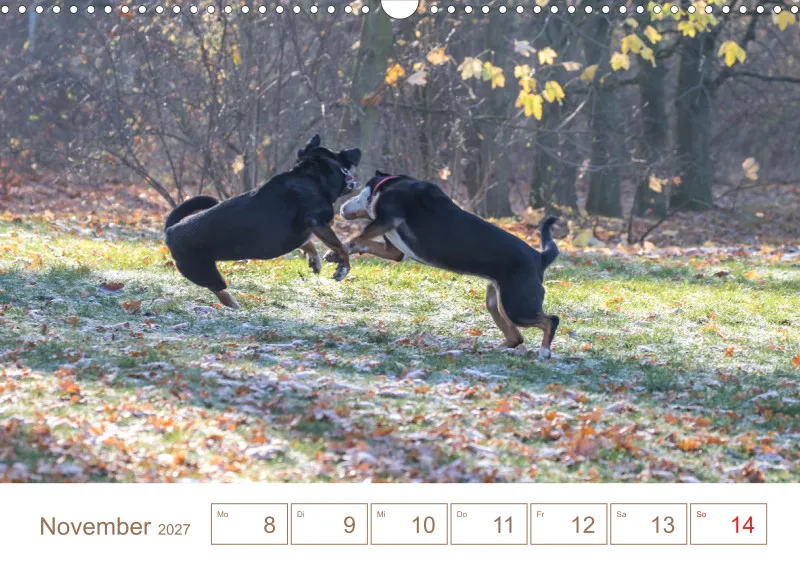 Entlebucher Sennenhunde/Wochenkalender