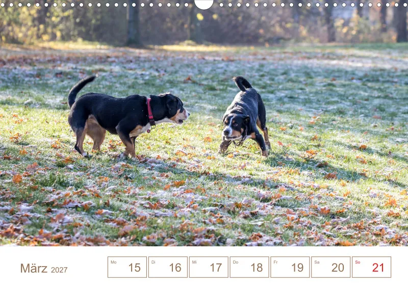 Entlebucher Sennenhunde/Wochenkalender