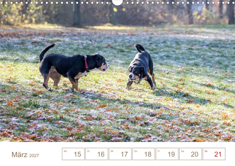 Entlebucher Sennenhunde/Wochenkalender