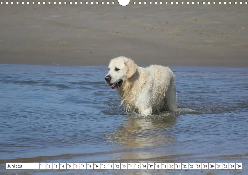 Weiße Retriever am Strand