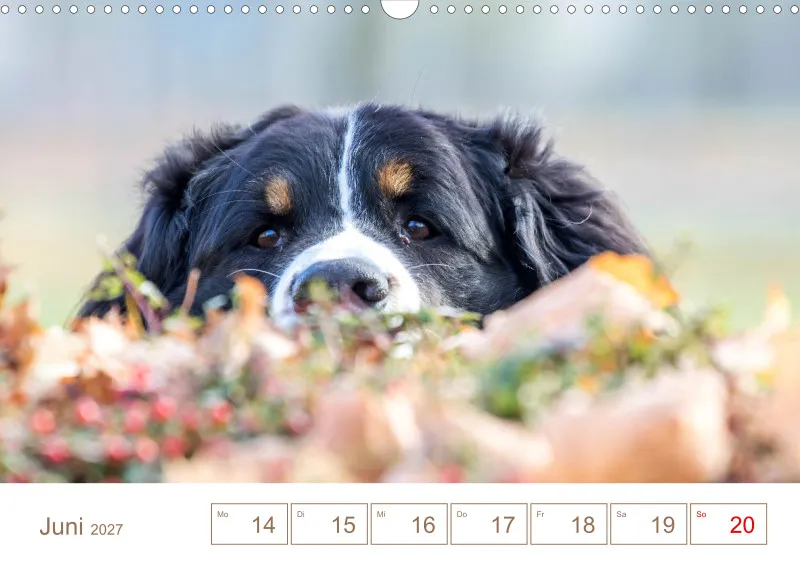Berner Sennenhunde
