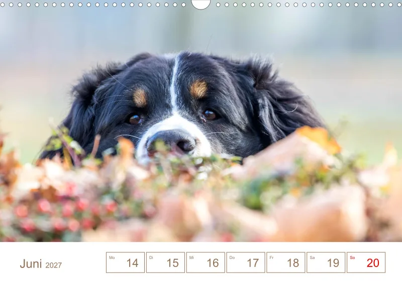 Berner Sennenhunde