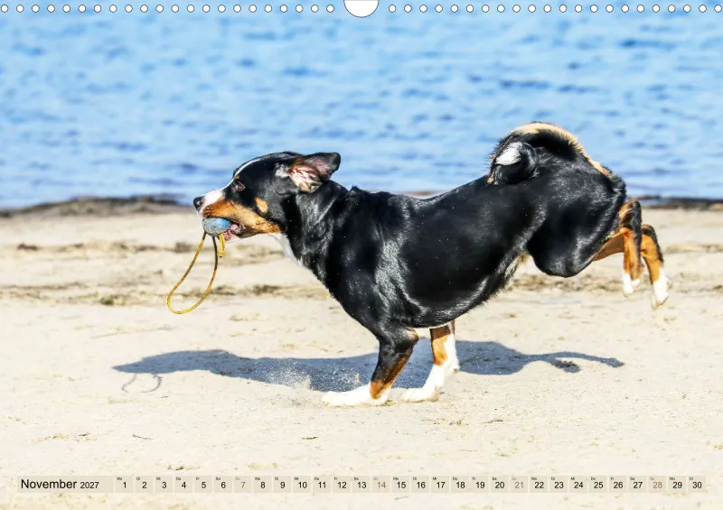 Appenzeller Sennenhunde