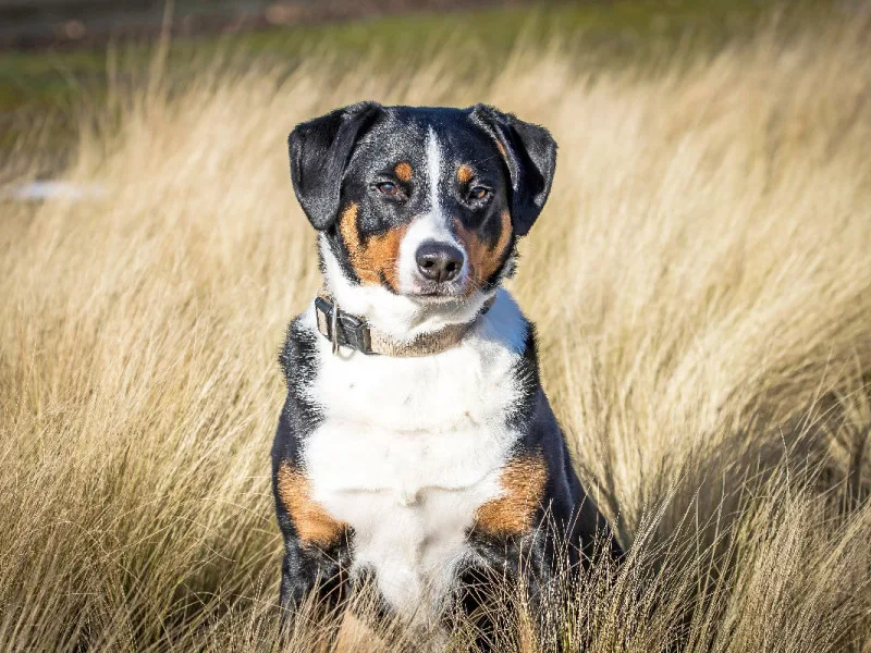 Appenzeller Sennenhund