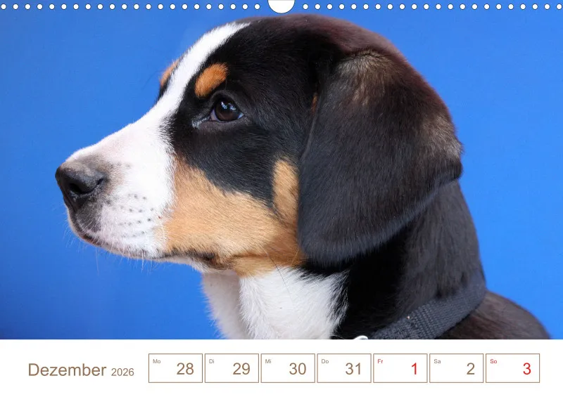 Entlebucher Sennenhunde/Wochenkalender