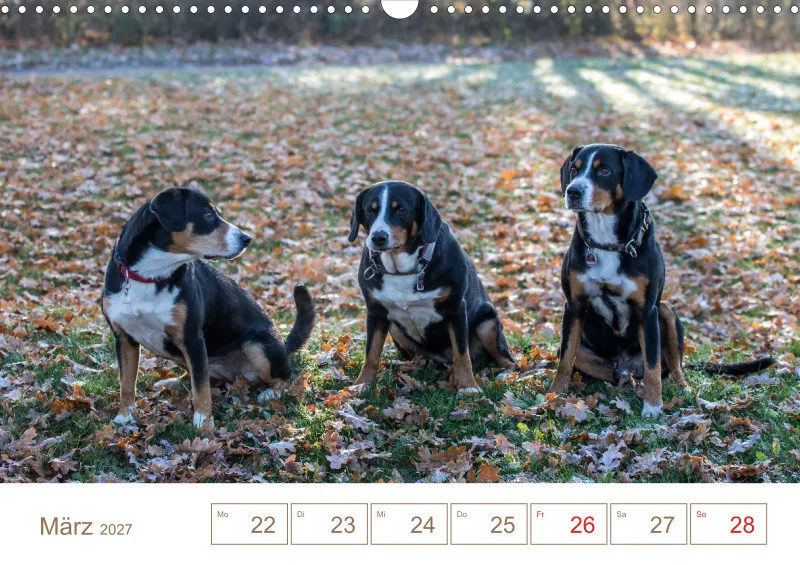 Entlebucher Sennenhunde/Wochenkalender