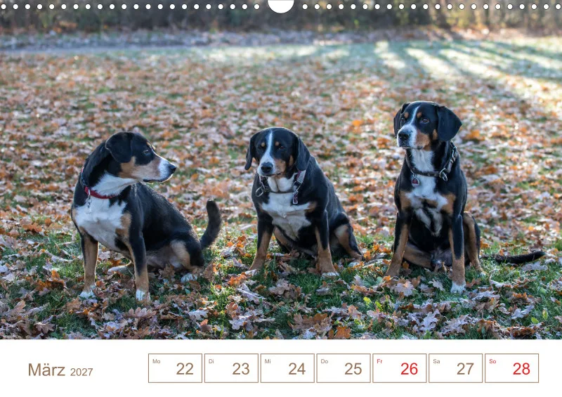 Entlebucher Sennenhunde/Wochenkalender