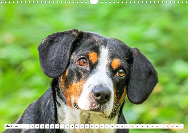 Entlebucher Sennenhund