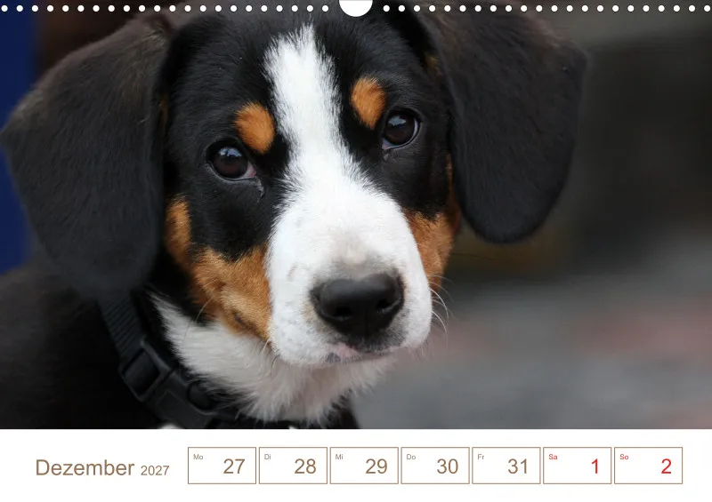 Entlebucher Sennenhunde/Wochenkalender