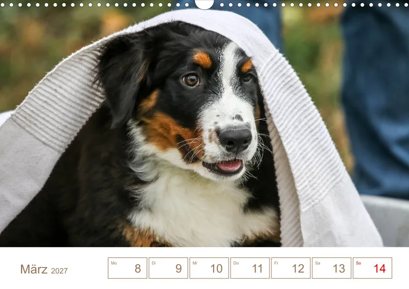 Berner Sennenhunde