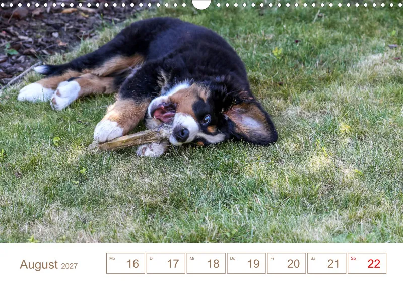 Berner Sennenhunde