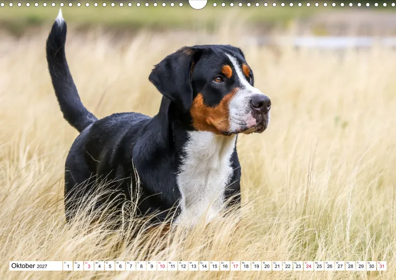 Grosser Schweizer Sennenhund